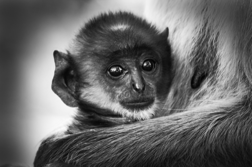 Baby Monkey - iStock_000062509470_Medium