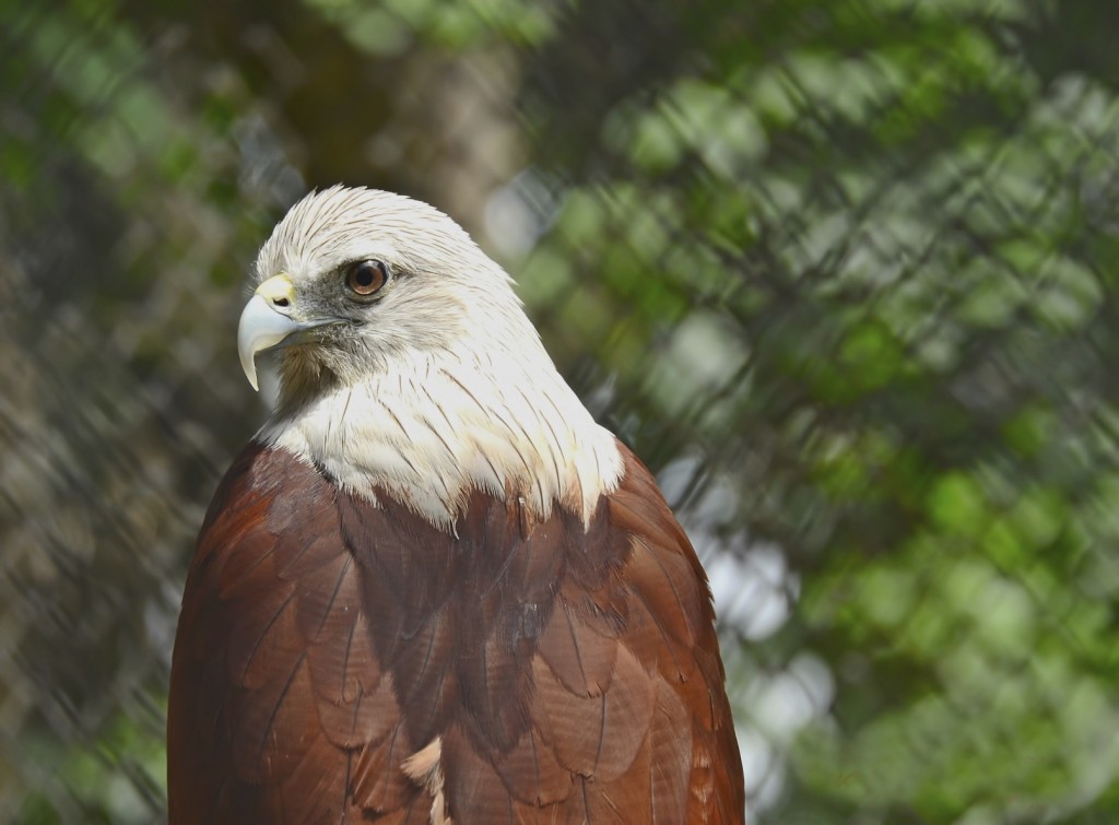 Red Hawk - iStock_000064230385_Medium