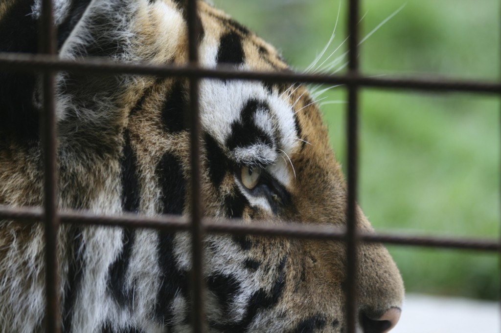 Tiger in Zoo