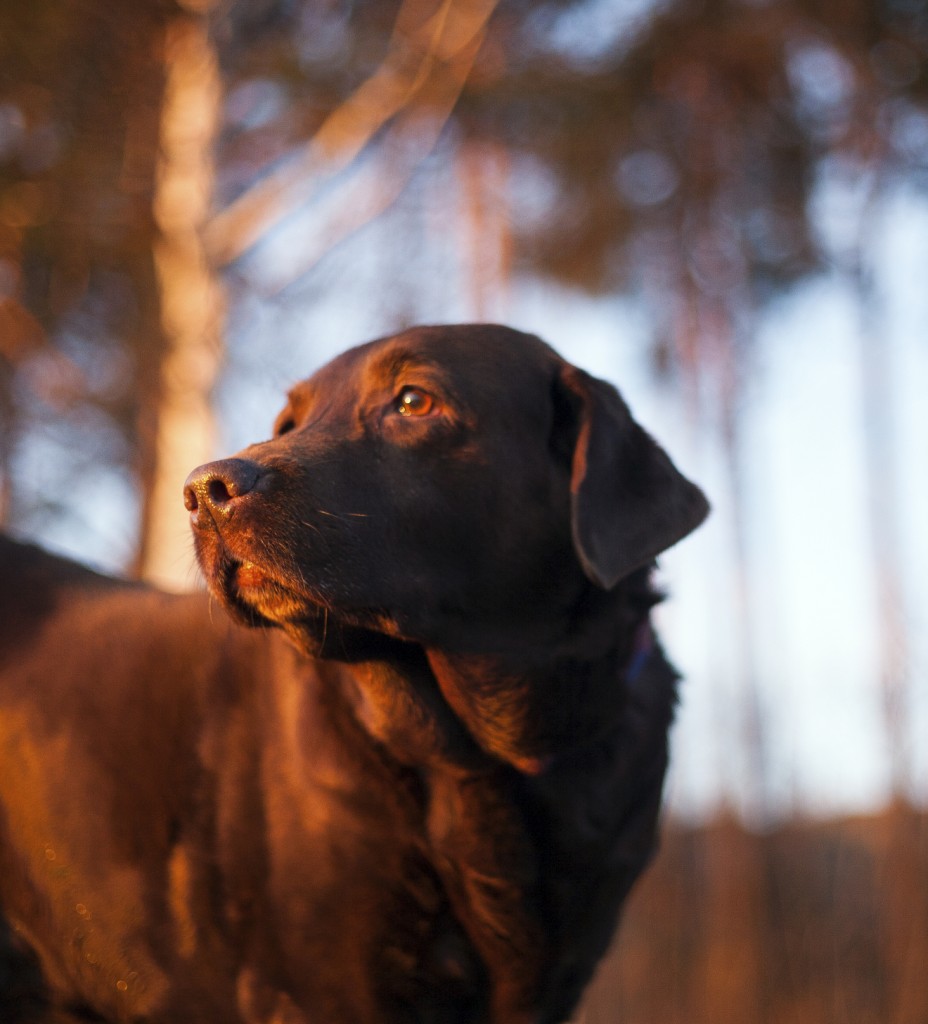 dog at dusk iStock_000061747288_Medium