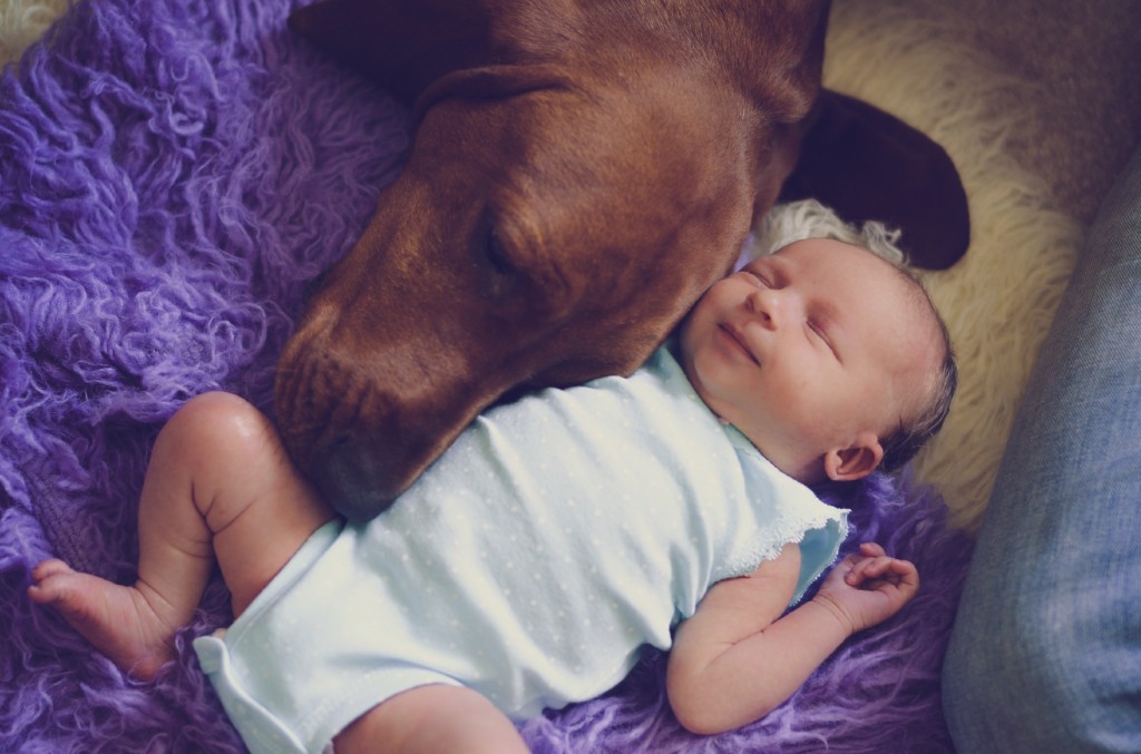 dog with baby iStock_000029629312_Medium