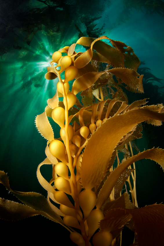 kelp iStock_000080277309_Small