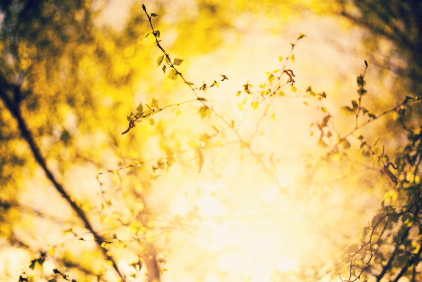 Abstract natural background, forest trees. nature green wood sunlight backgrounds.Green birch leaves, bright sun, spring nature background, vintage style